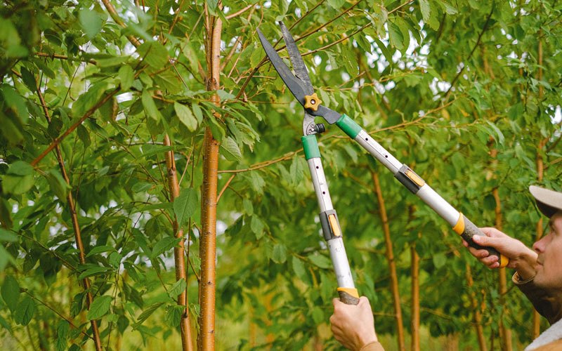 Tree trimming in Pleasant View, TN
