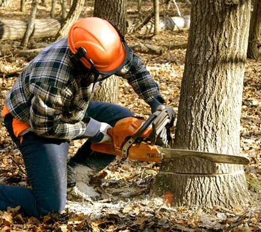 Tree Removal in Pleasant View, TN